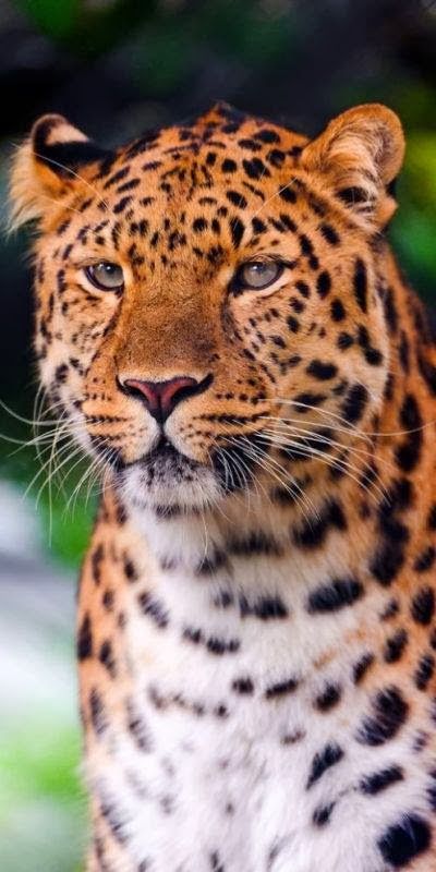 leopardo