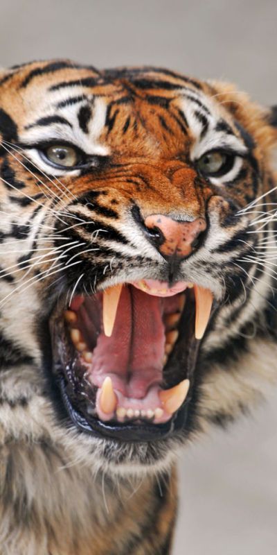 tigre